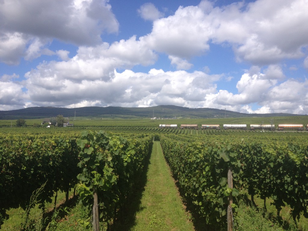 More Vineyards (August 2014)