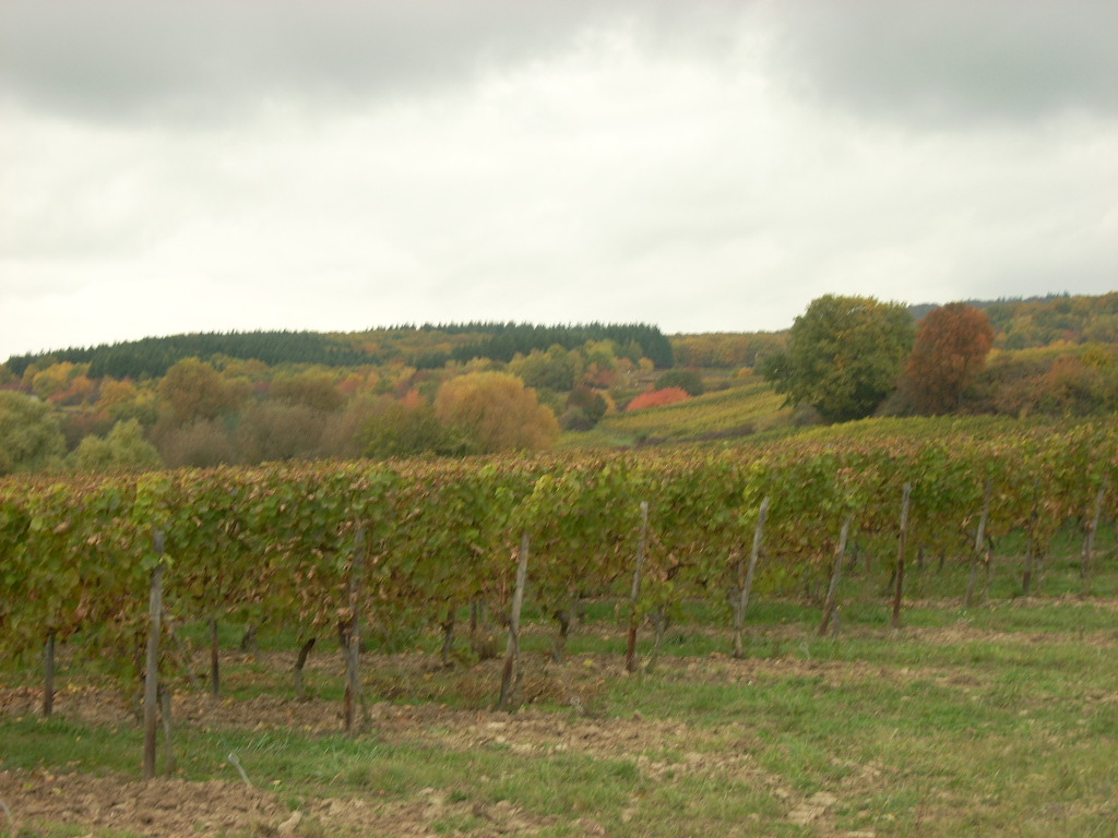 Harvest time for the Wine hills of the Rheingau