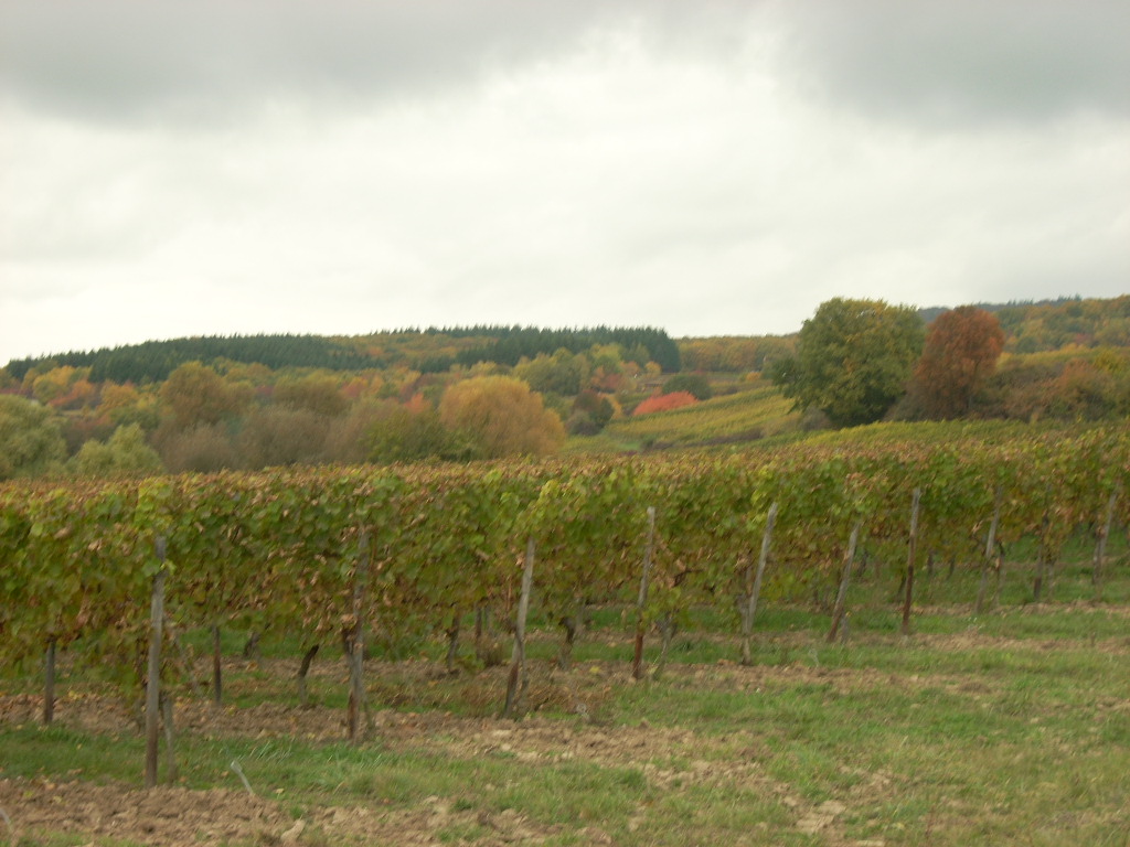 Erntezeit für die Weinberge des Rheingaus