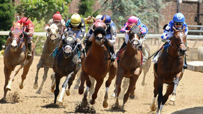 UofL Equine  Louisville KY