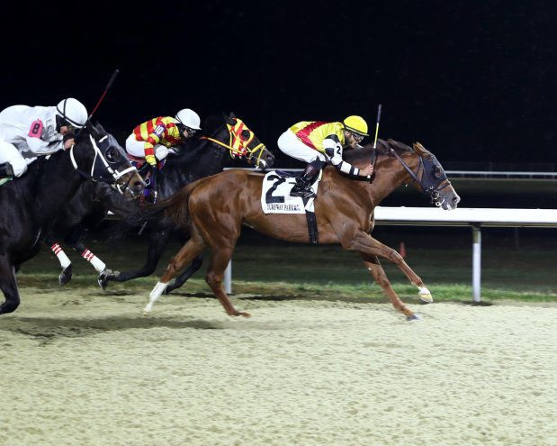 Horses racing on the Tapeta Footings