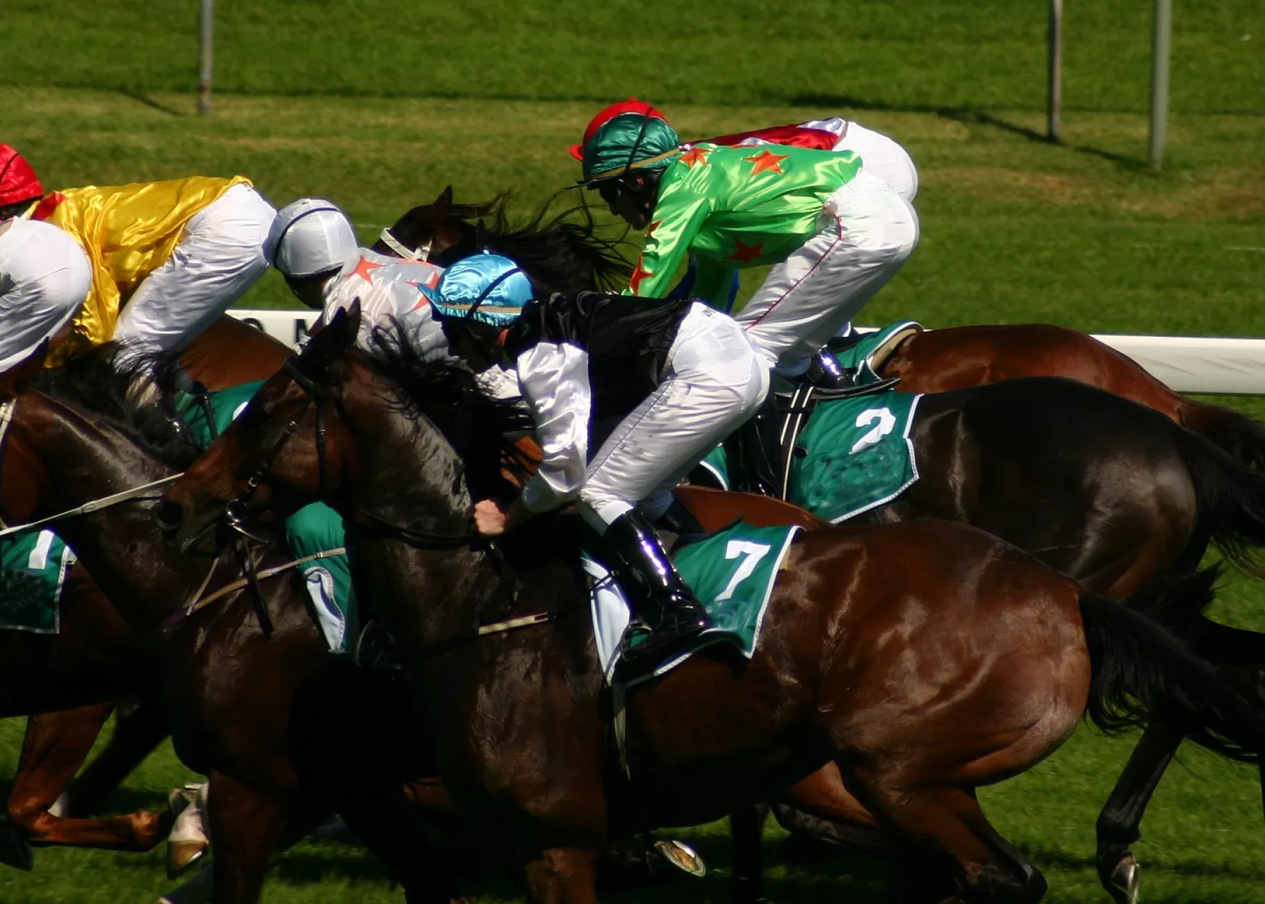 Group of horses racing on turf