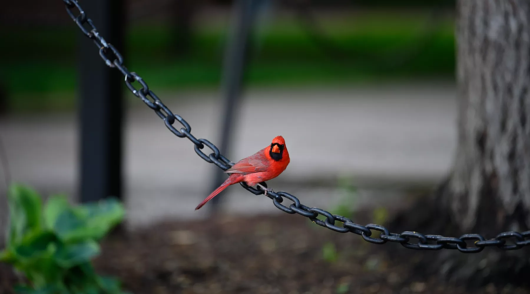 Cardinal bird on a black metal chain.
